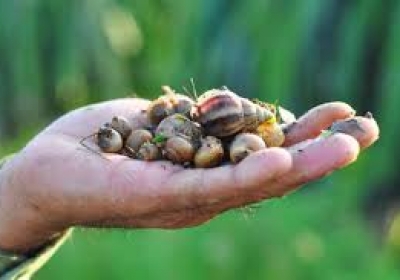 ỐC SÊN NHỎ PHÁ HOẠI CÂY TRỒNG